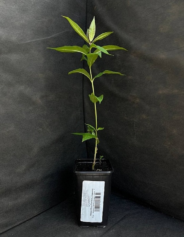 Флокс Роза Пастел 